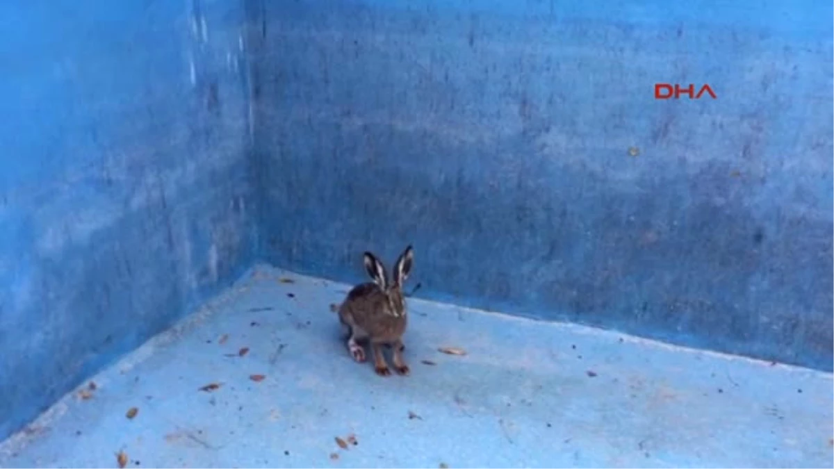 Erzincan Boş Havuzda Mahsur Kalan Yaban Tavşanını Kurtardı