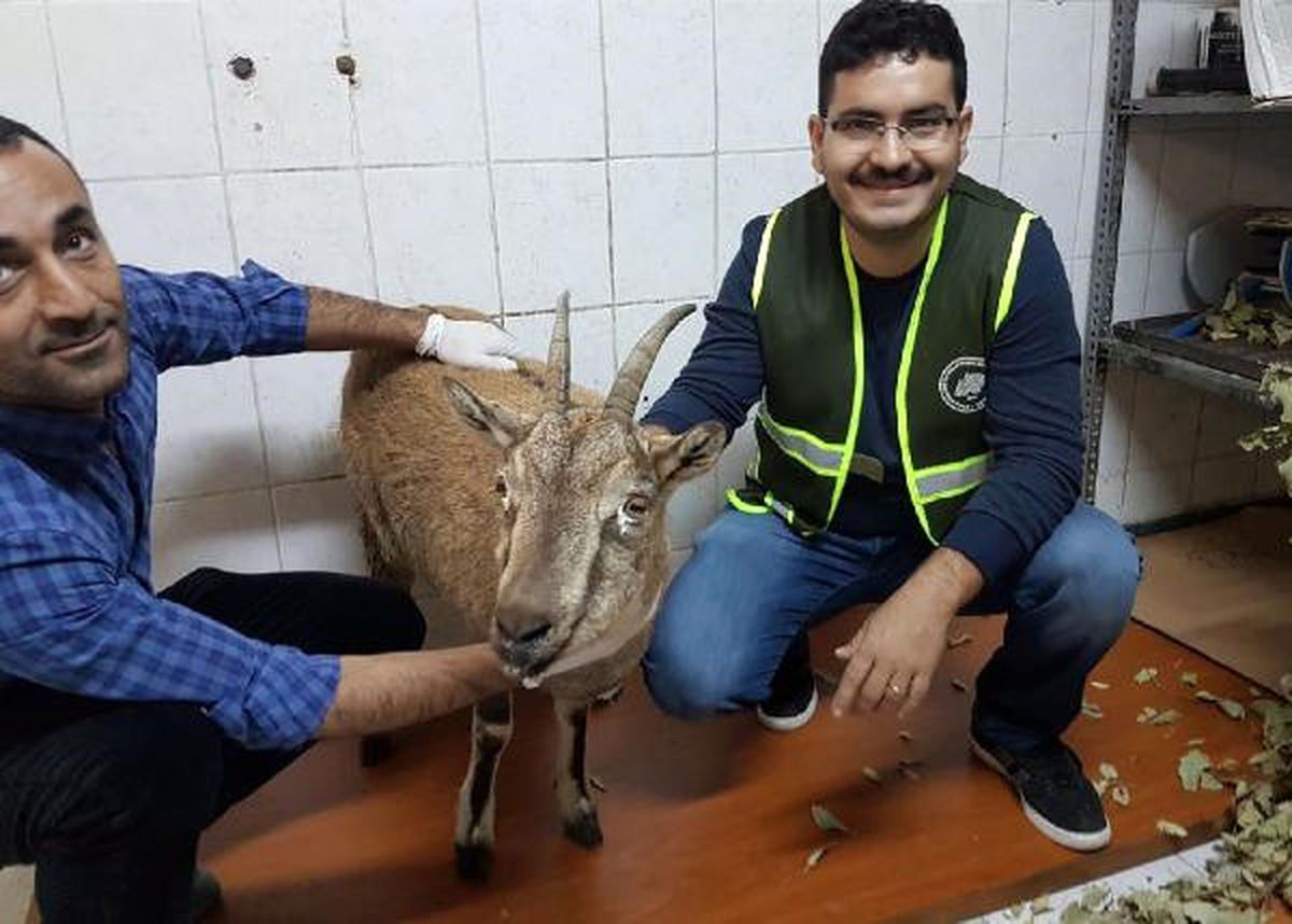 Tunceli\'de Yaban Hayatında Salgın Şüphesi