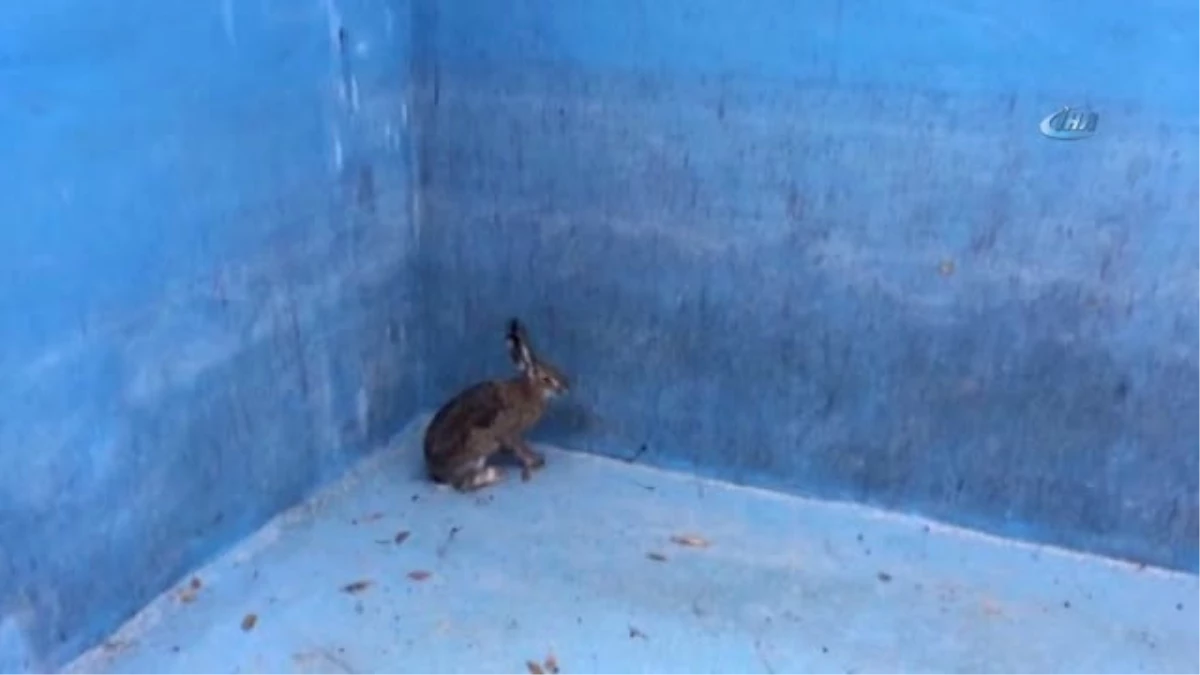 Yaban Tavşanını Önce Kurtardı Sonra Öperek Doğaya Saldı