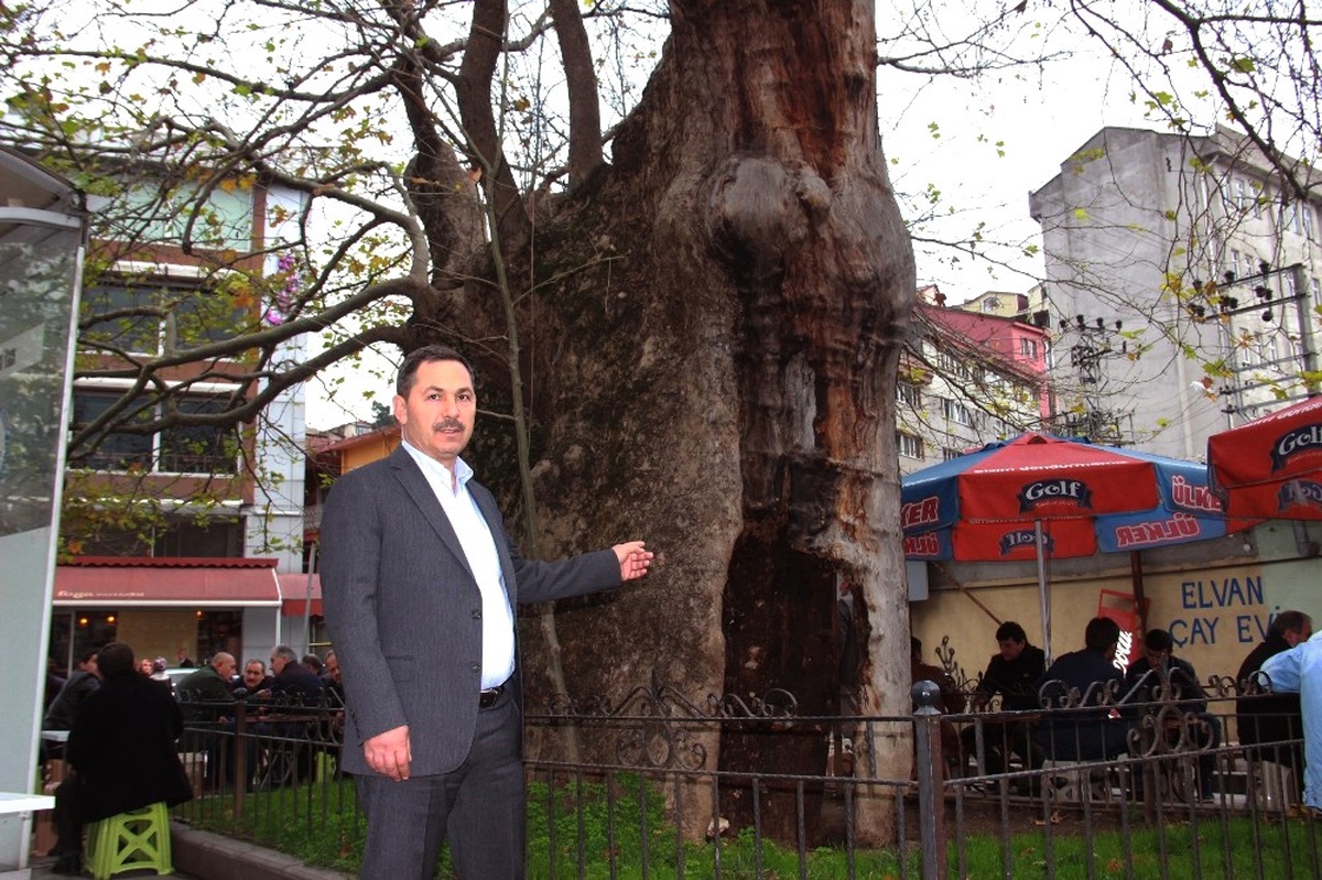 570 Yıllık Fetih Çınarları Betonlaşmadan Kurtarılıyor
