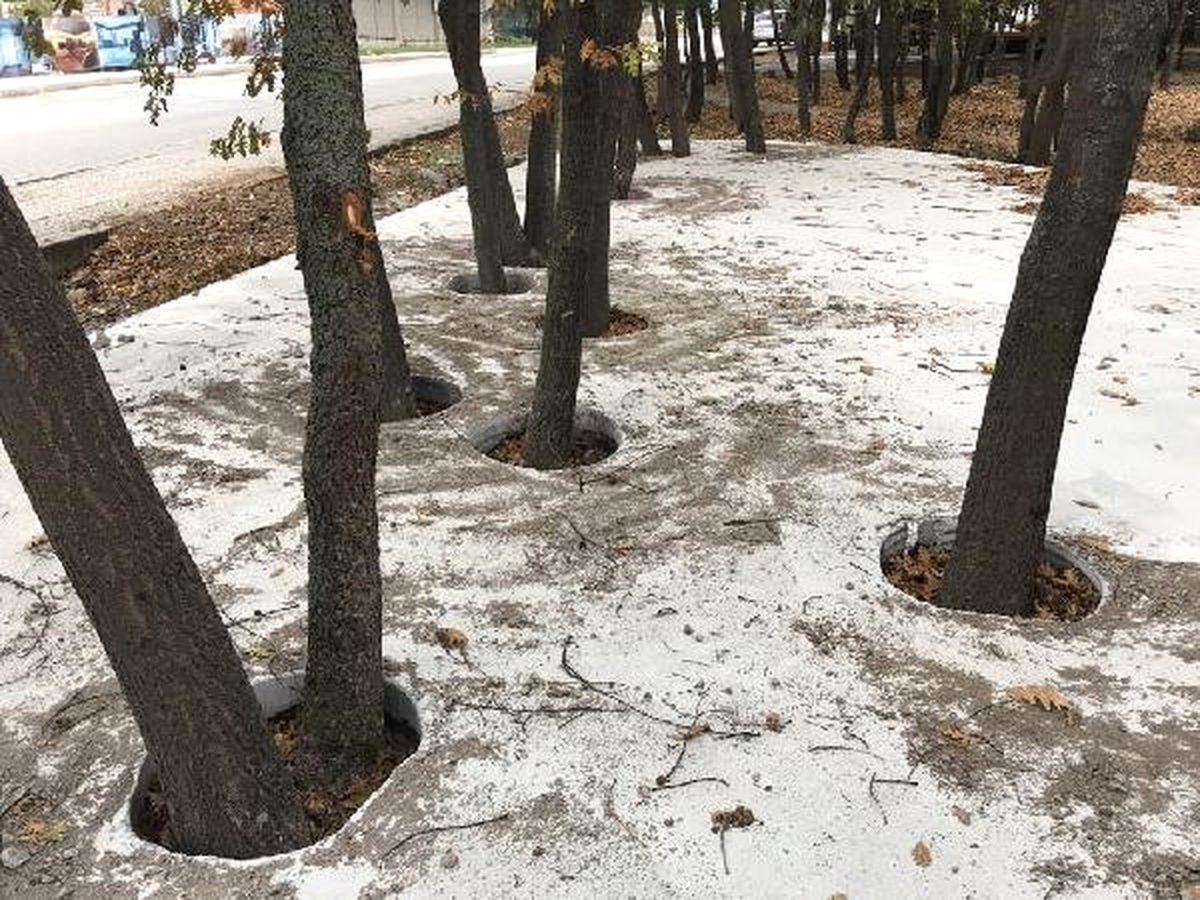 Çevreci Tepkisi, Orman Arazisindeki Betonlaşmayı Durdurdu