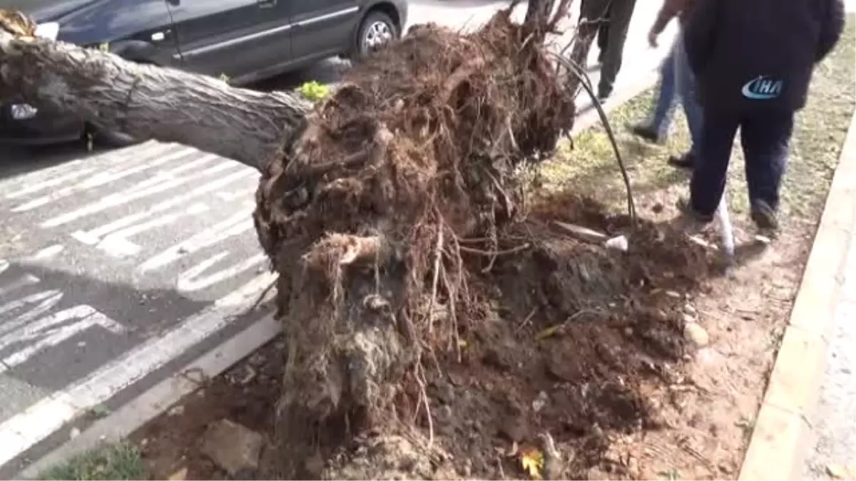 Devrilen Ağaç, Hareket Halindeki Otomobilin Üzerine Düştü