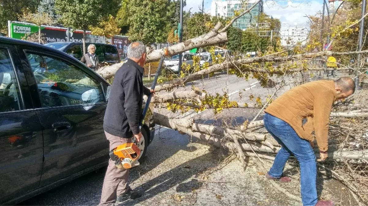 Devrilen Ağaç Seyir Halindeki Otomobilin Üzerine Düştü