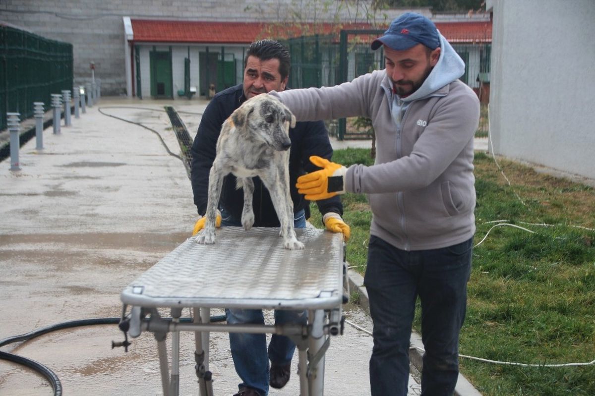 Garip\' Yeniden Sağlığına Kavuşmaya Başladı
