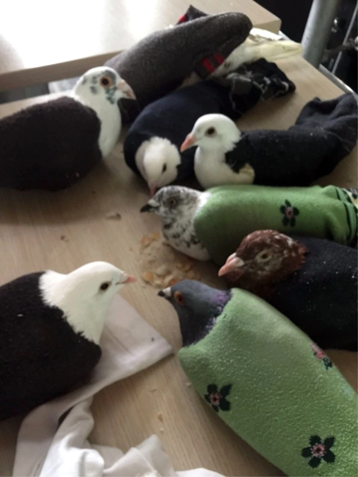 Hatay Havalimanı\'nda Çorapların İçinden 11 Güvercin Çıktı