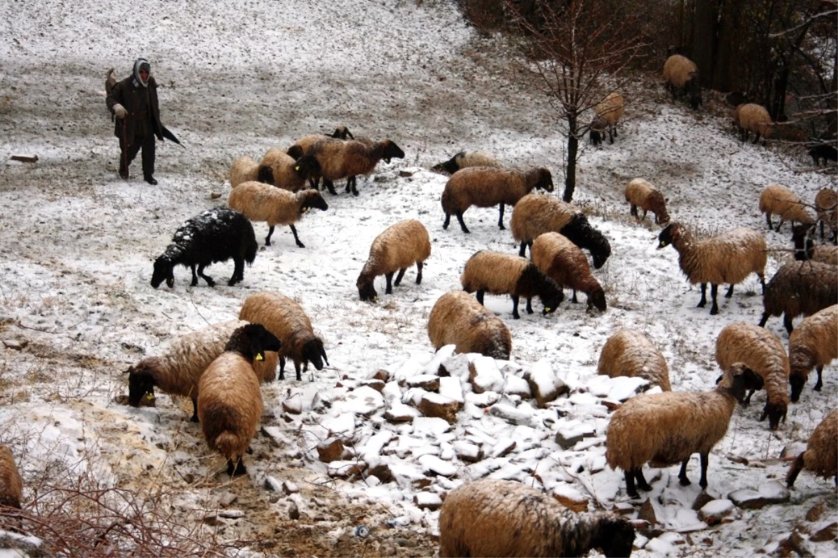 Kar Yağışından Etkilenen Koyun Sürüsü Köye İndirildi
