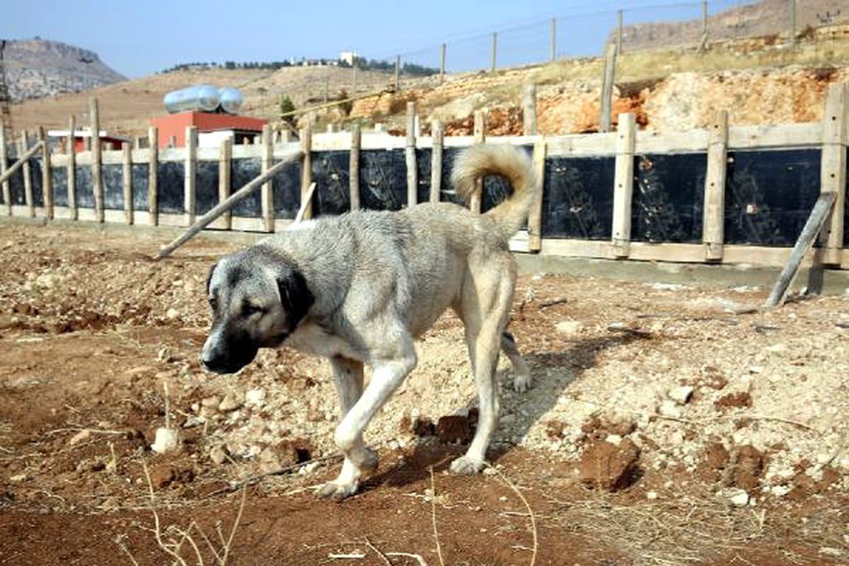 Mardin\'de Hayvan Hastanesinin Temeli Atıldı
