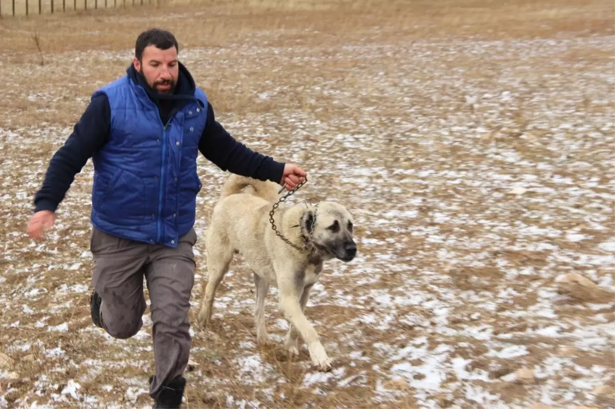 Yağan Kara En Çok Kangallar Sevindi