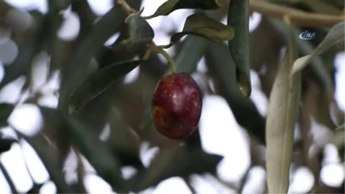Yağışlar Zeytin Rezervlerini Dolduruyor