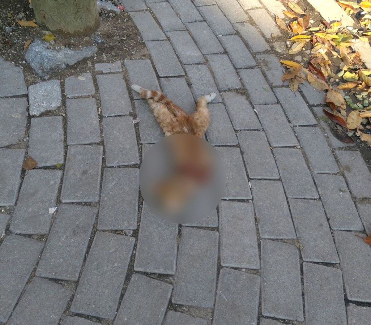 Afyonkarahisar\'da Vahşet