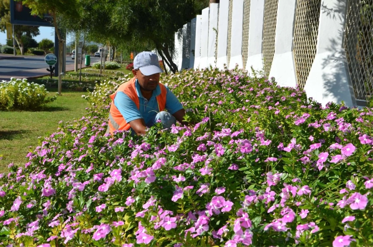 Alanya\'ya 250 Bin Çiçek