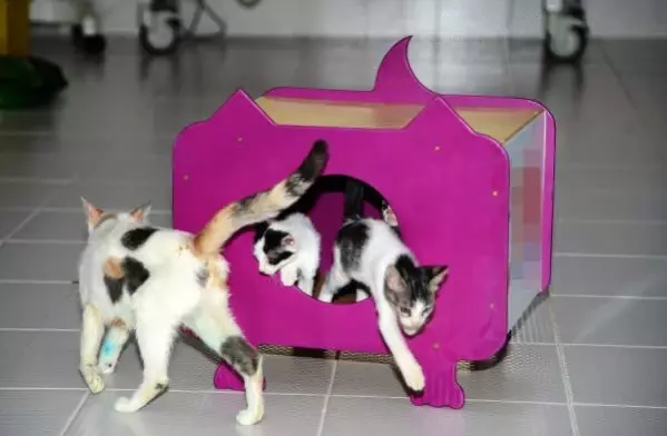 Donmak Üzereyken Kurtarılan Sokak Kedisi ’Duman’, Kedi Evi Projesine