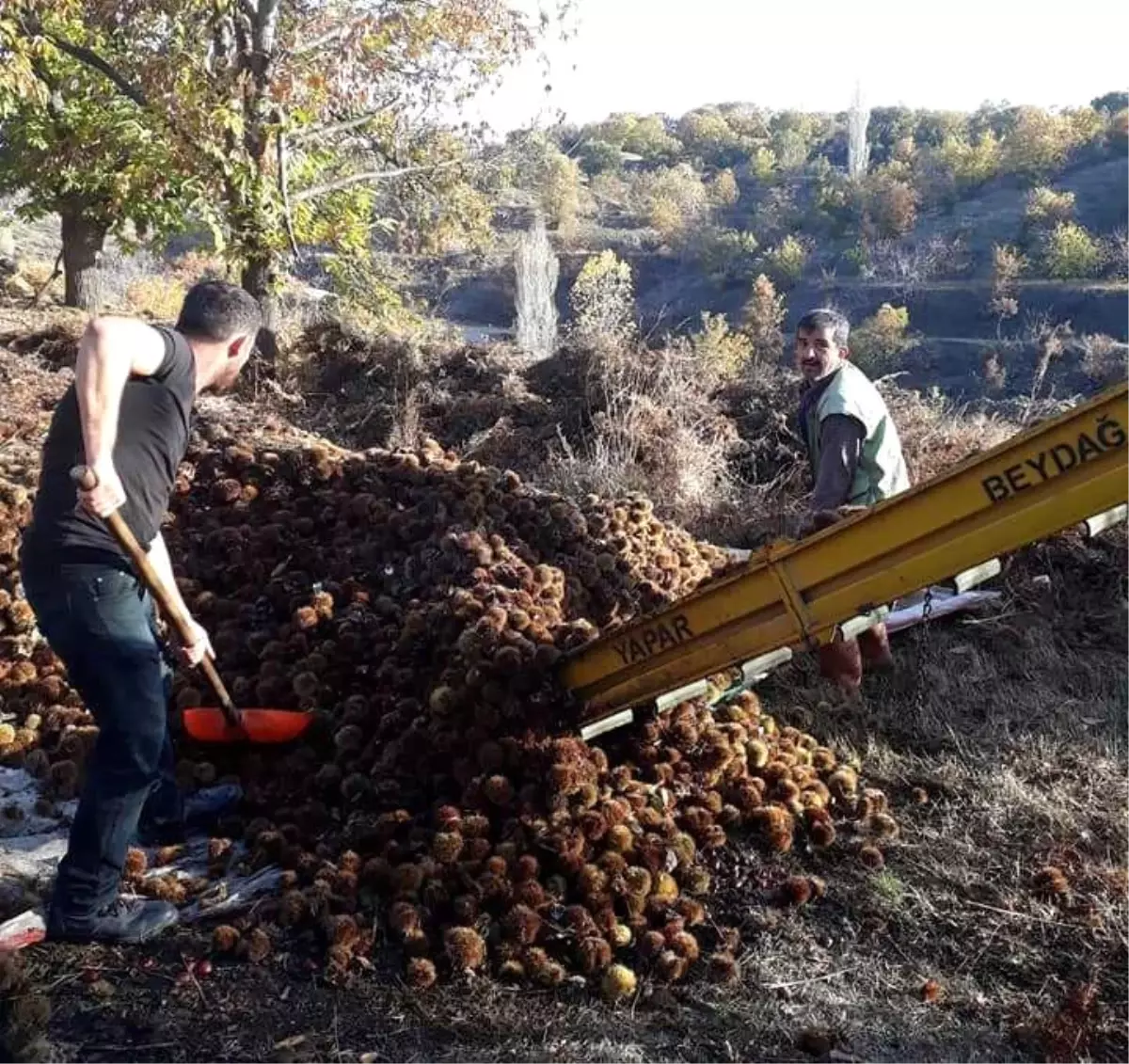 Kuyulardan Çıkartılan Kestanelerin Sofralara Yolculuğu Başladı