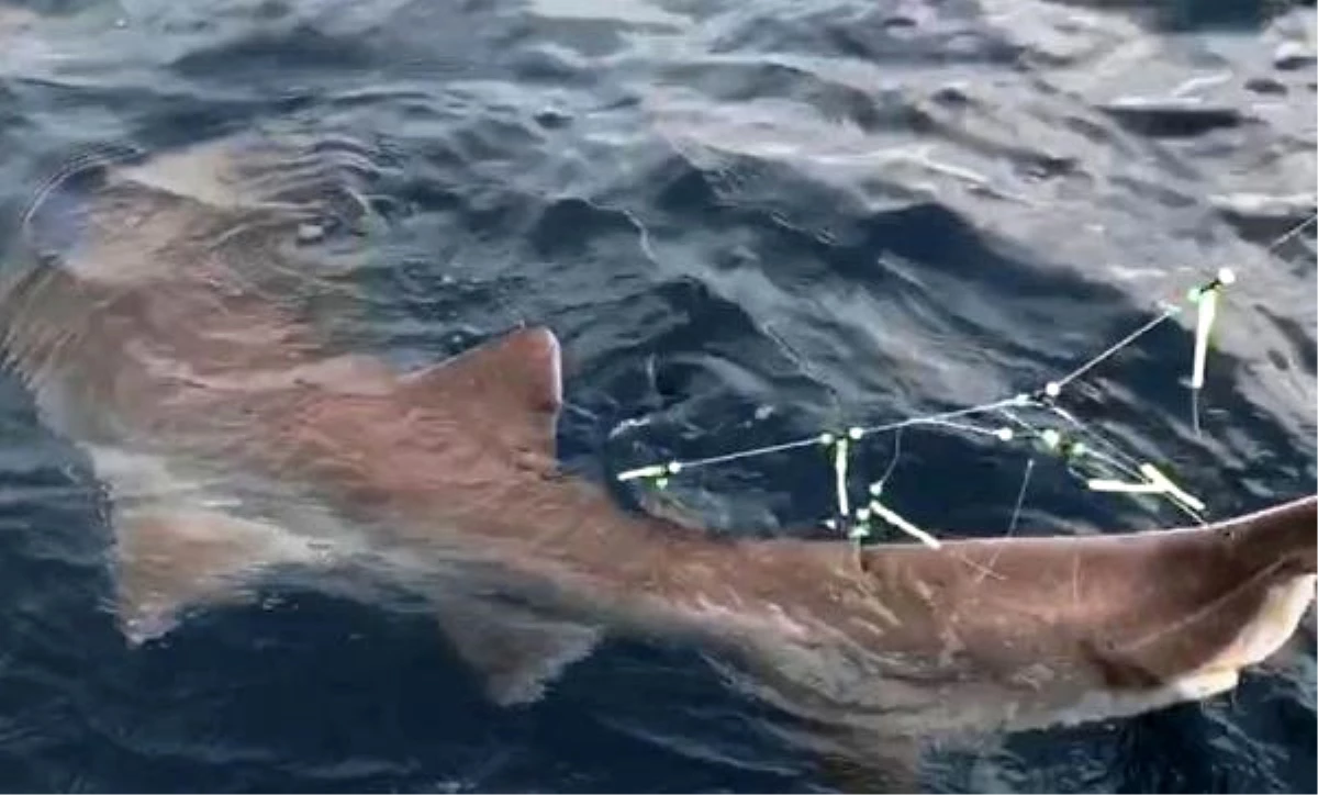 Oltayla 326 Kiloluk Köpekbalığı Yakaladı, Korkudan Tekneye Çekemedi