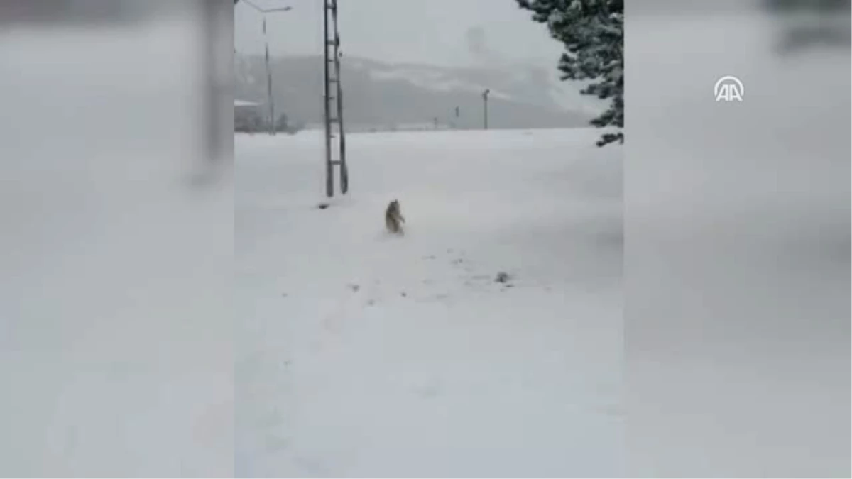 Sibirya Kurdu Rosha\'nın İlk Kar Sevinci