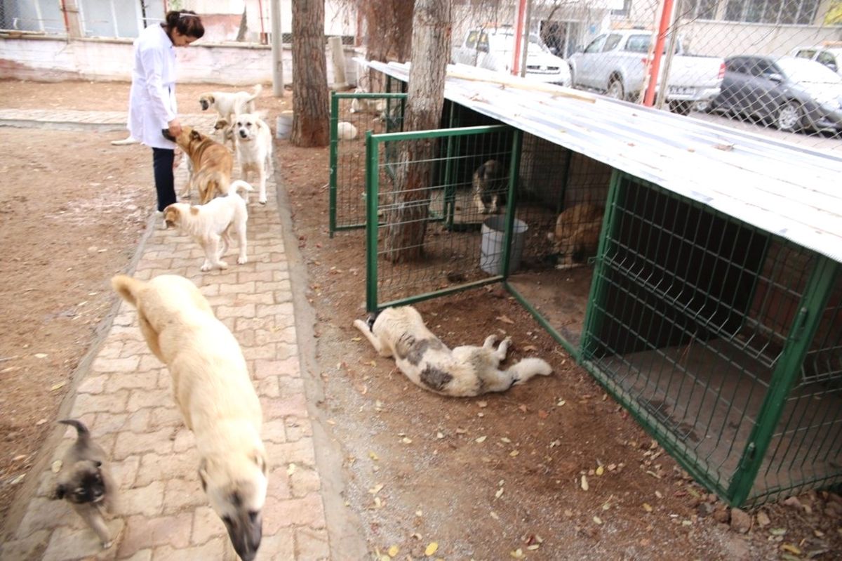 Sokak Hayvanları Kışın Üşümeyecek