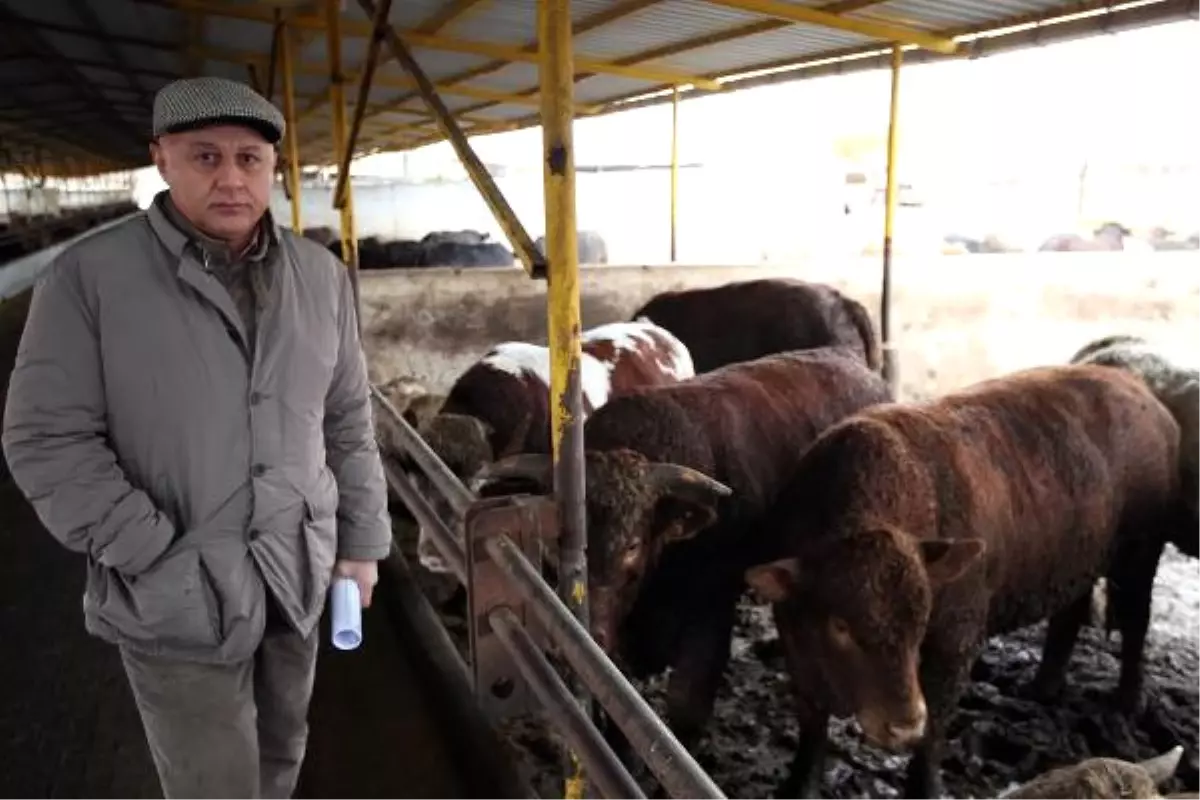 Türkiye Yem Sanayicileri Birliği Başkanı Karakuş: Et İthali Sürerse Üretici Çıkmaz Sokağa Girer