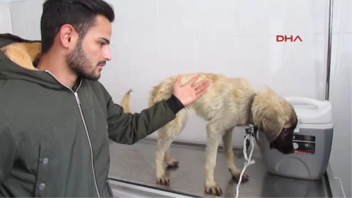 Afyonkarahisar Öğrenciler Yolda Buldukları Bitkin Köpeği Tedavi Ettirdi