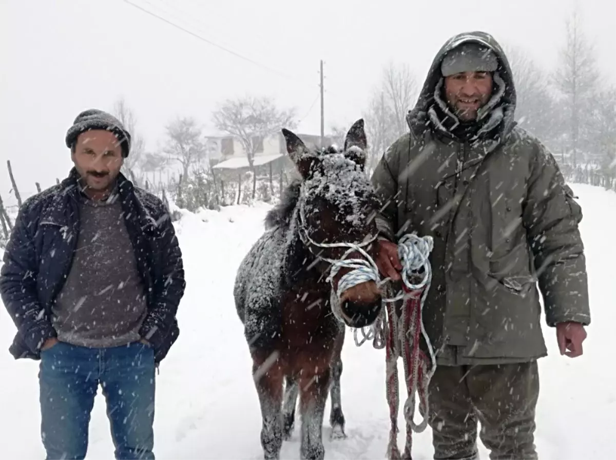 Karda Donmak Üzere Olan At Kurtarıldı