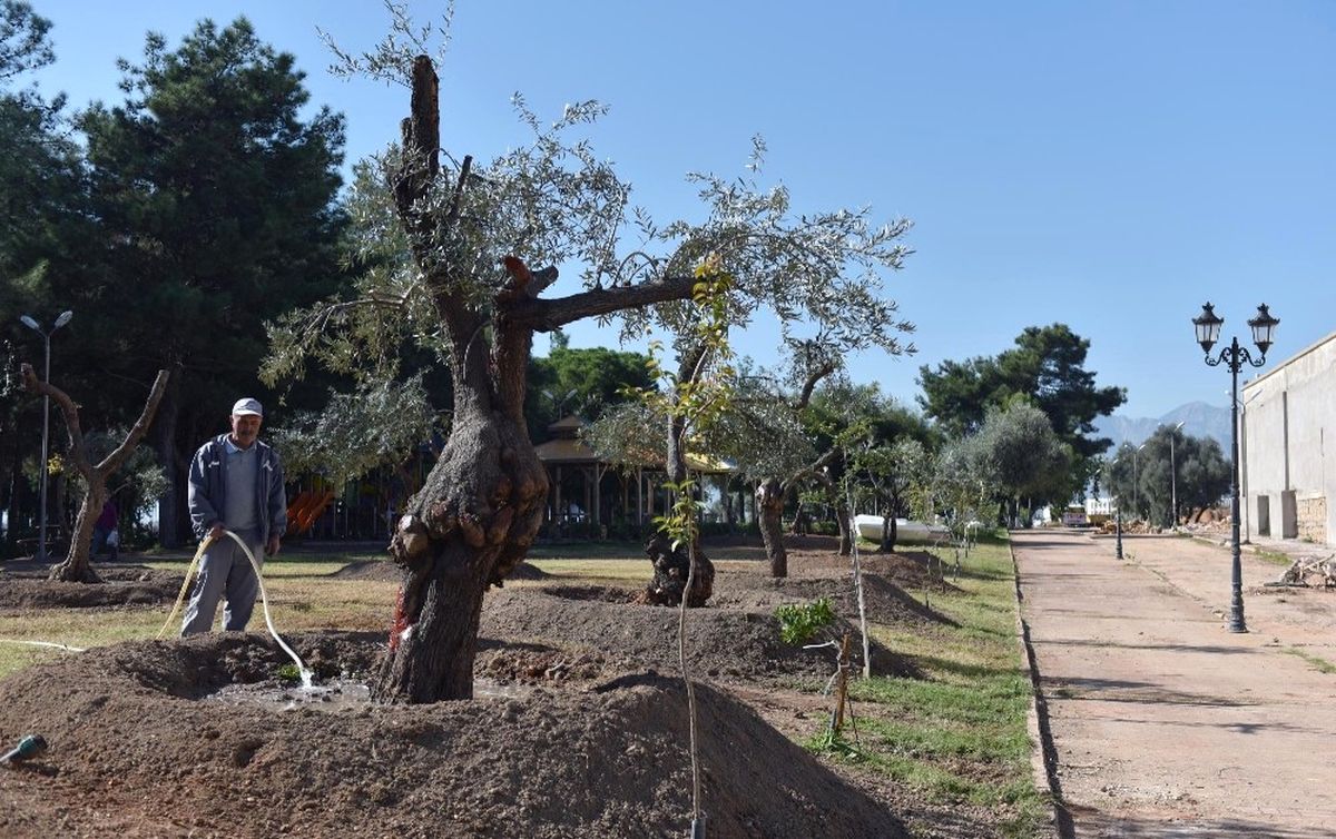 Kepez Belediyesinden Park ve Bulvarlara 100 Zeytin Ağacı