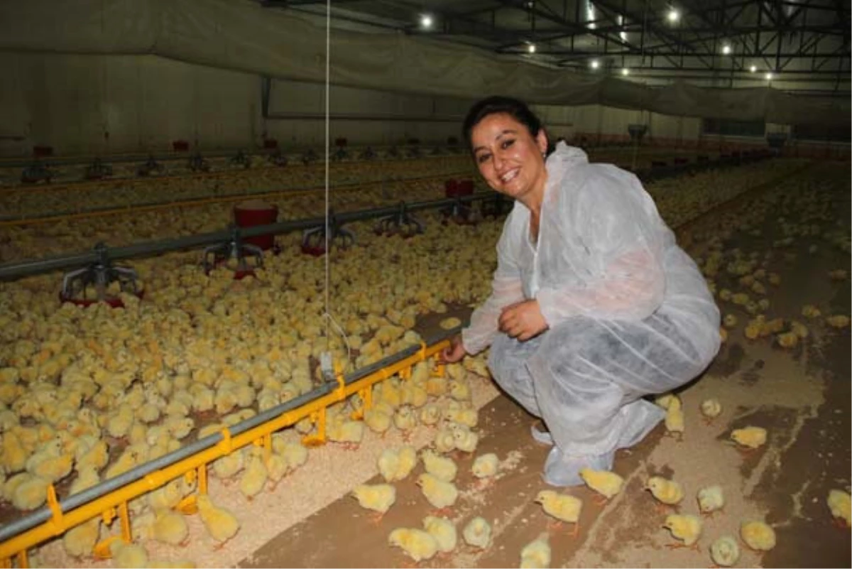 Sıfır Sermayeyle Başladığı Tavuk Yetiştiriciliğinde Milyonlarca Lira Kazandı