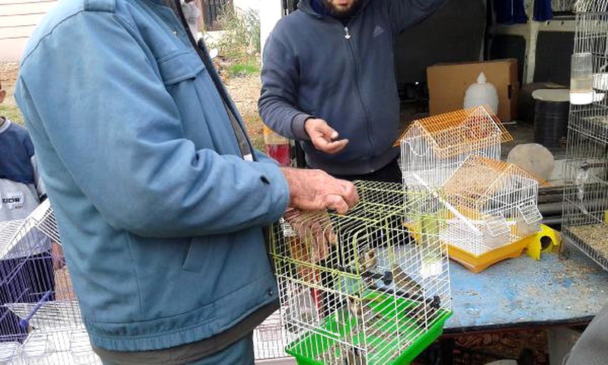 Saka Kuşlarını Satmak İsteyenlere 11 Bin TL Ceza