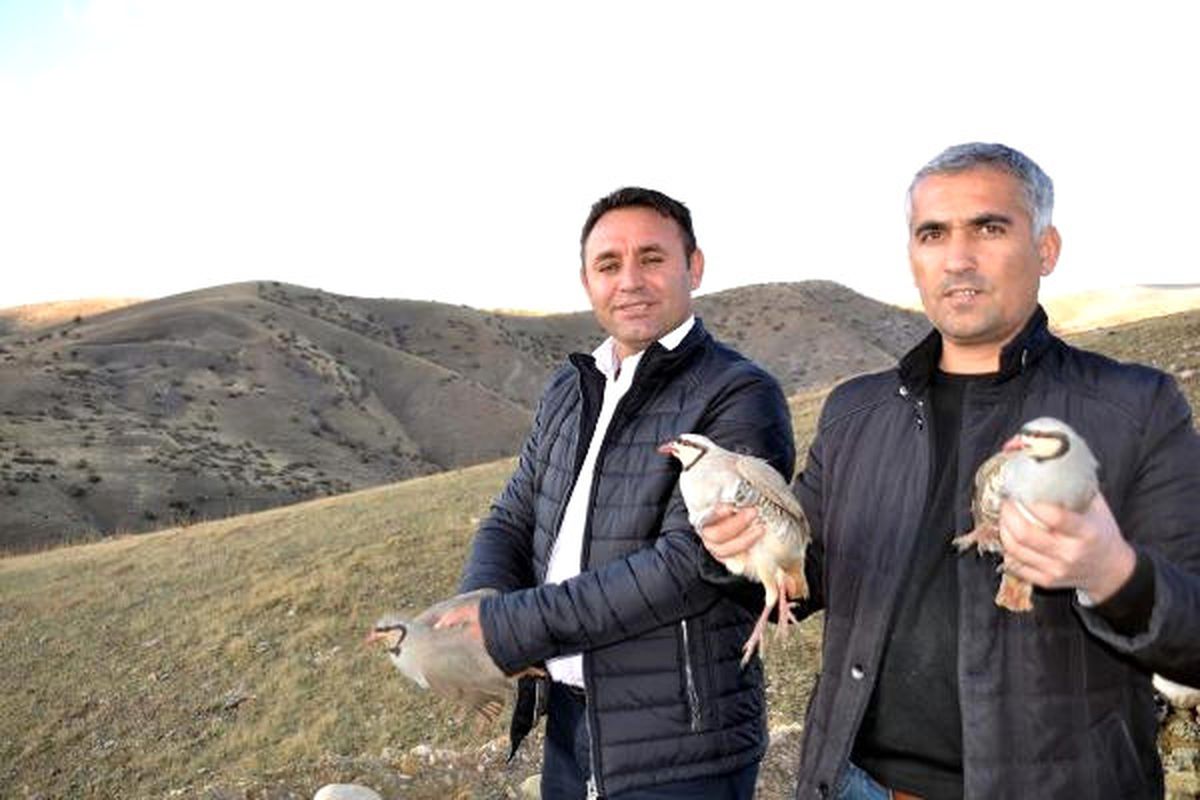 Siirt\'te, Koruma Altındaki Oklu Kirpi Öldürüldü