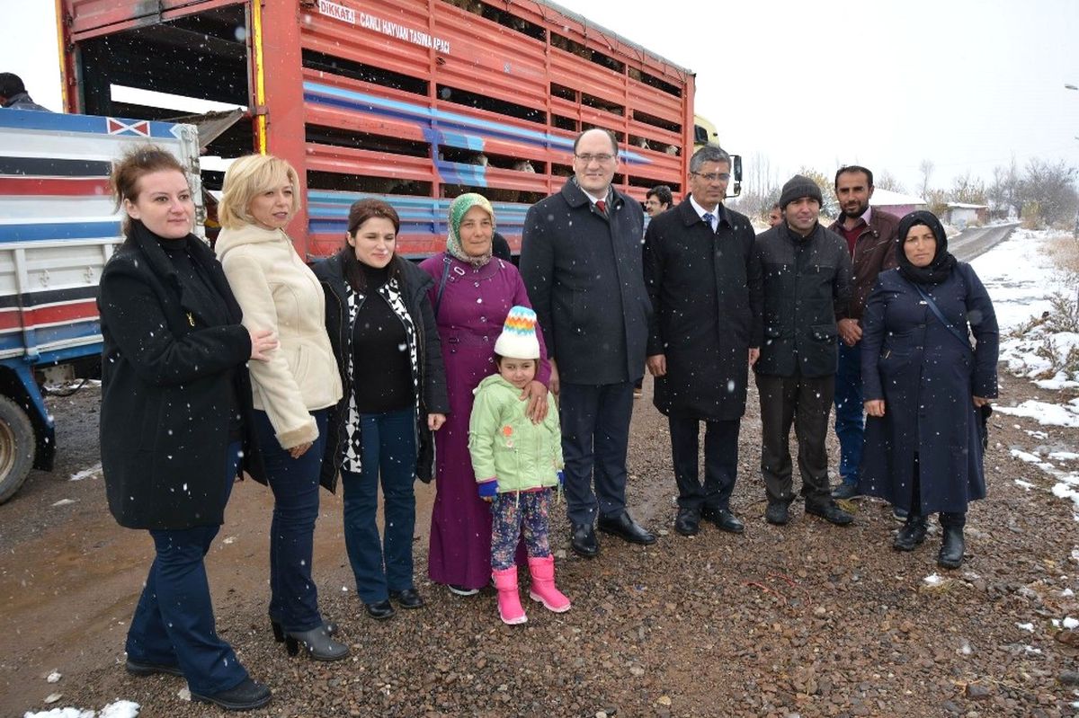 Suşehri\'nde Genç Çiftçilere Küçükbaş Hayvan Dağıtıldı