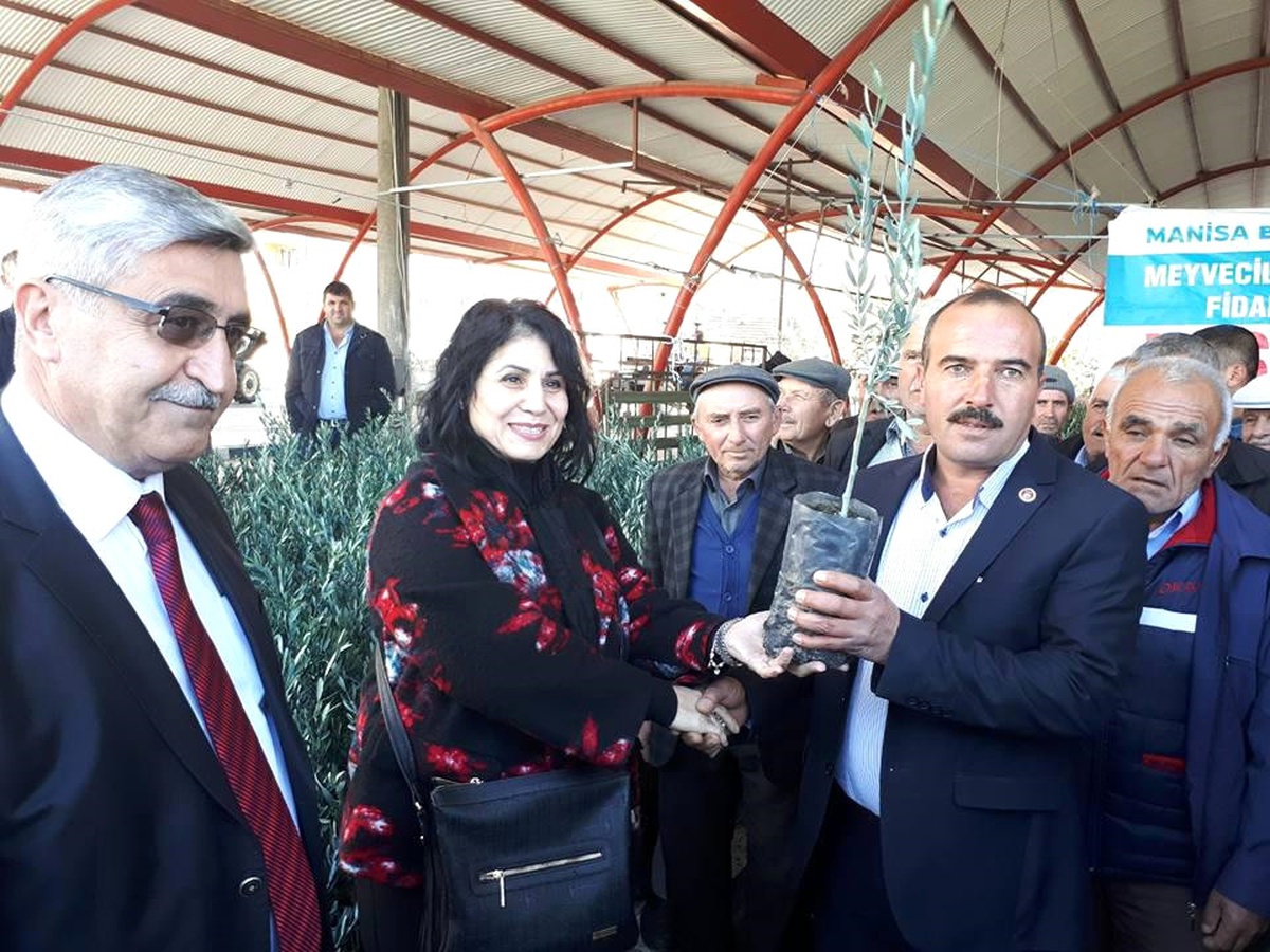 Köprübaşılı 396 Üreticiye 33 bin 376 Zeytin Fidanı