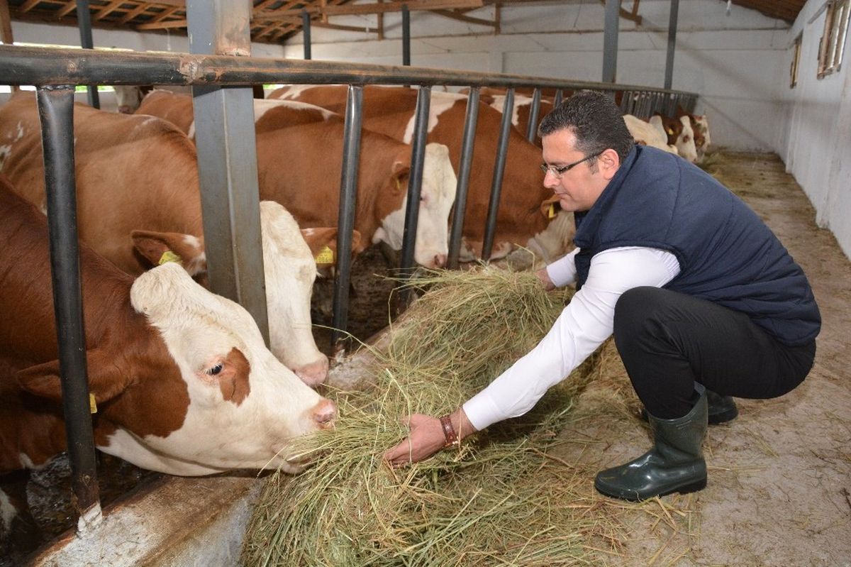 Ordu\'da Hayvancılık Ayağa Kalktı