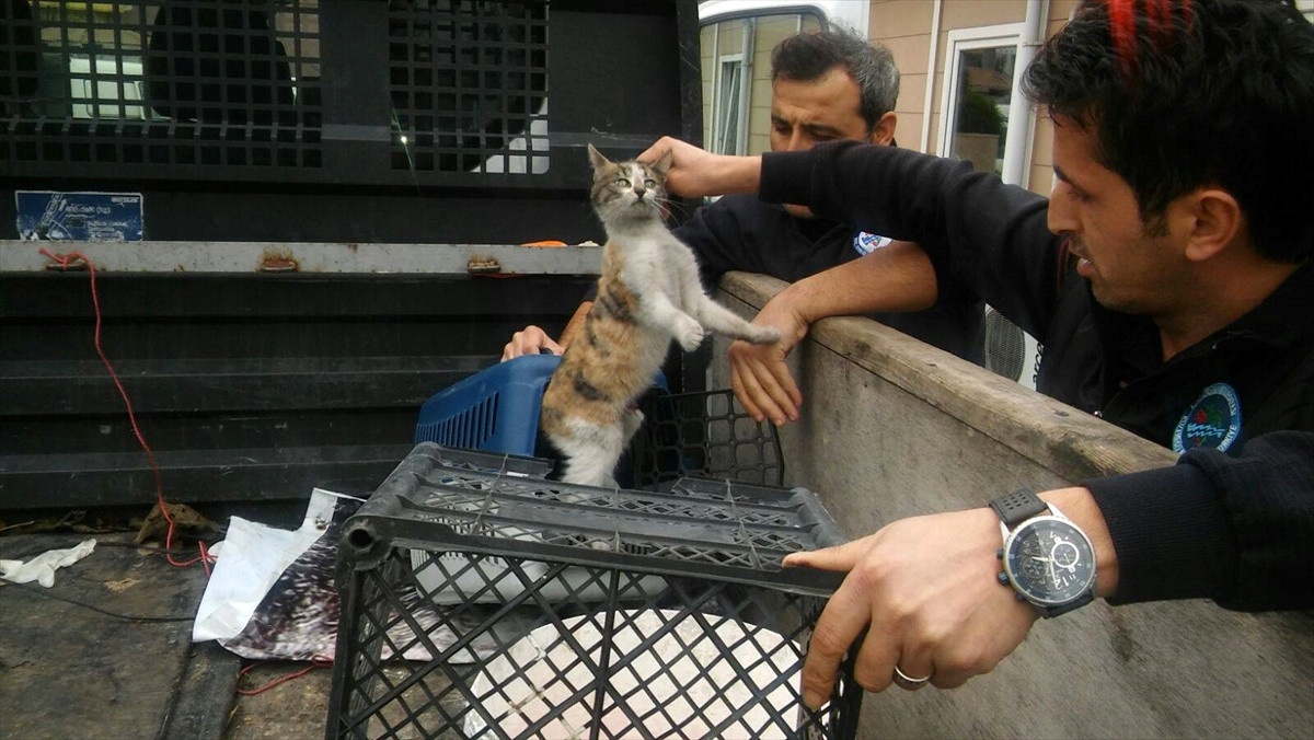 Otomobilin Motor Kısmına Giren Kedi Kurtarıldı