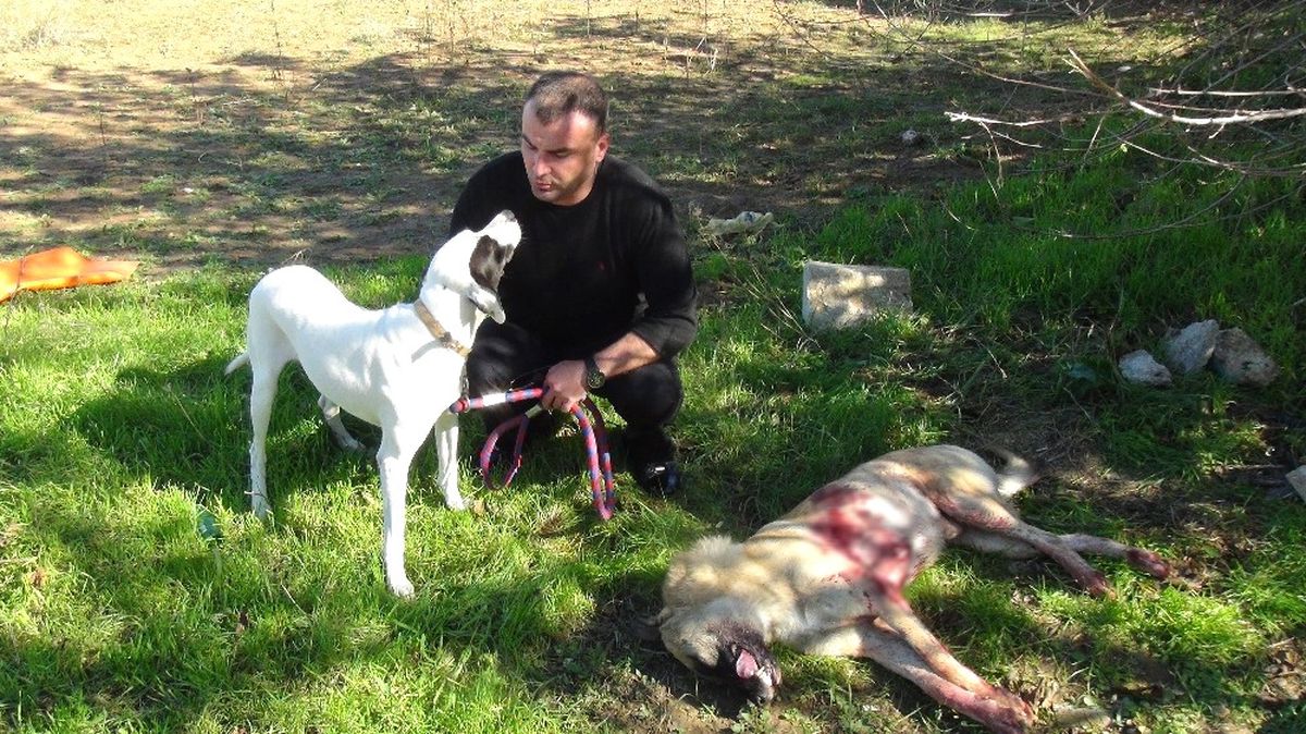 Sokak Köpeği Av Tüfeğiyle Vurularak Öldürüldü, 1 Kişi Gözaltına Alındı