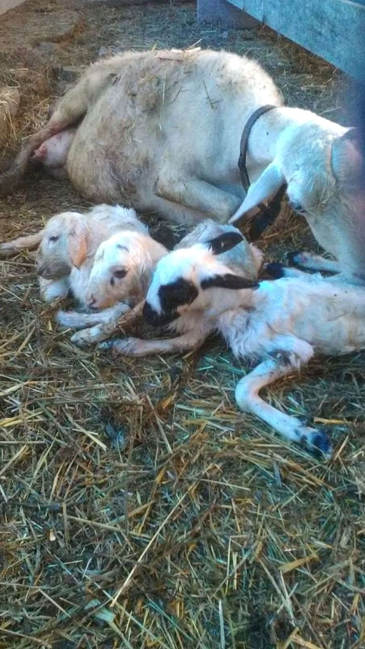 Üçüz Kuzular Doğar Doğmaz Maskot Oldular
