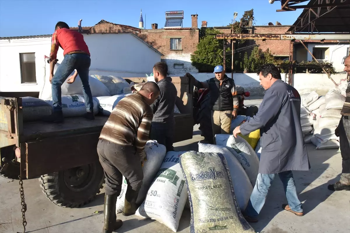 Aydın\'da Zeytin Hasatı Sürüyor