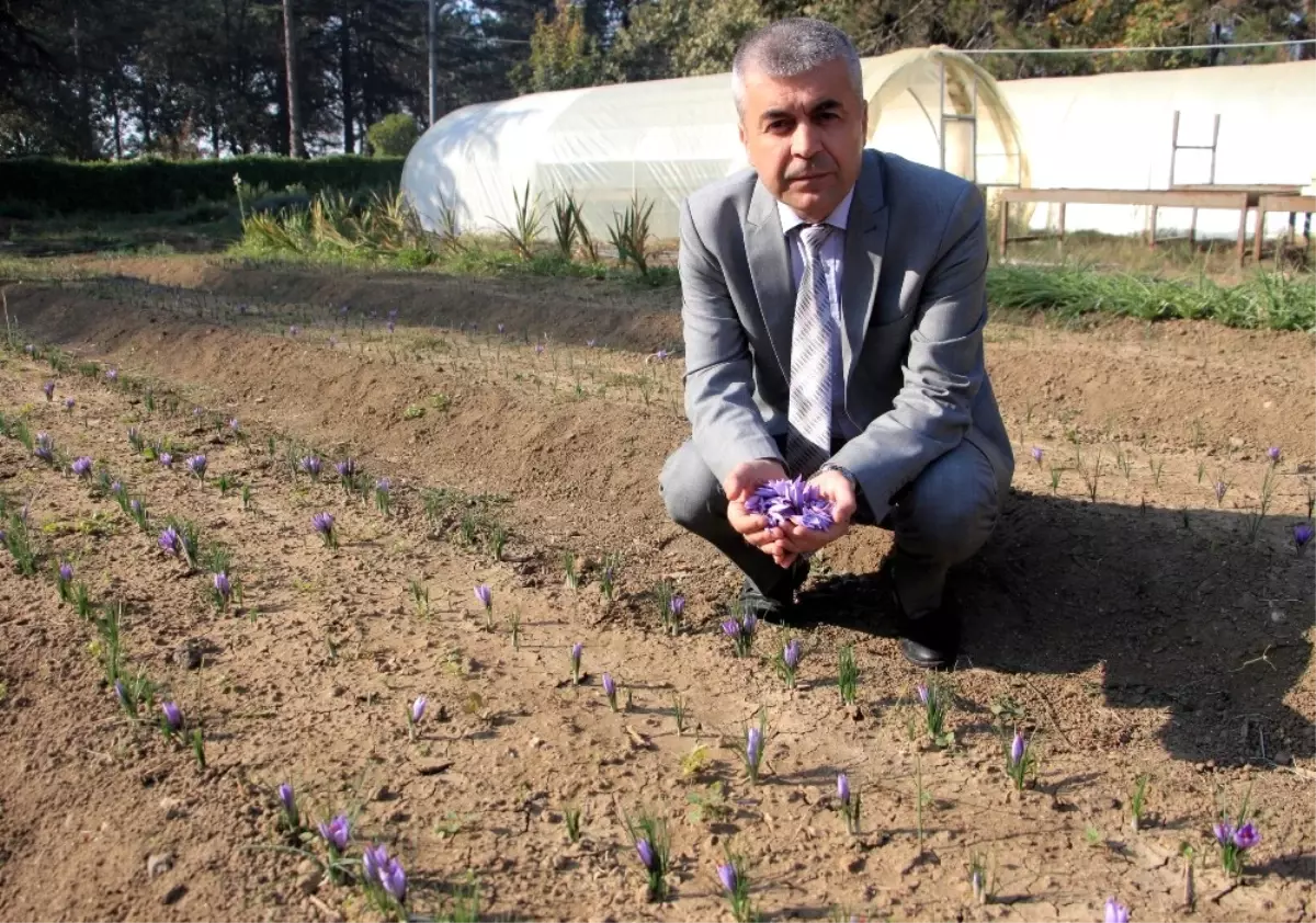 Dünyanın En Pahalı Bitkisinin Gramı 100 Lira