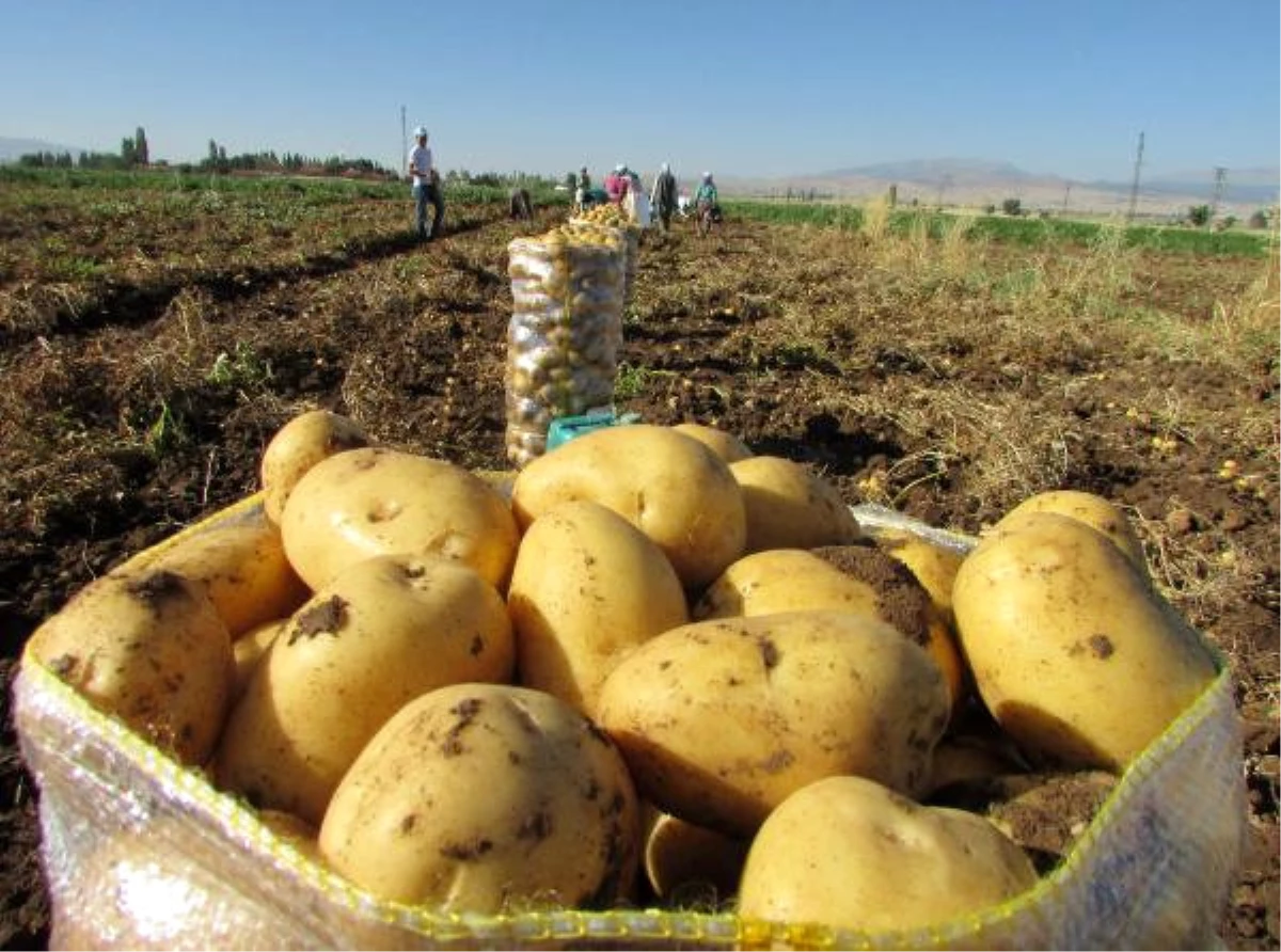 Sandıklı\'da Patates Ekim Alanları Azalıyor