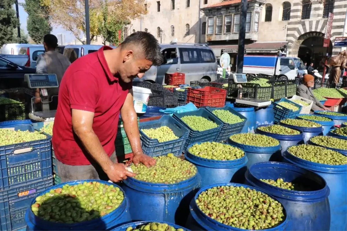 Yağışlar Zeytin Fiyatlarını Artırdı