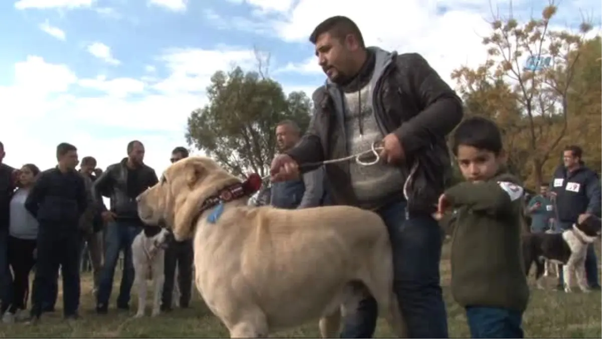 Bu da Köpeklerin Güzellik Yarışması