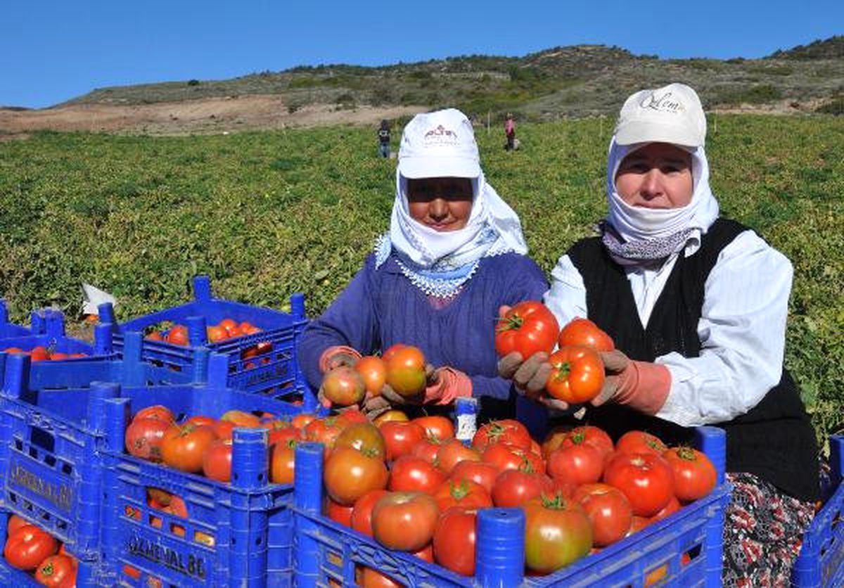 Güz Domatesinde Datça\'nın Rakibi Yok