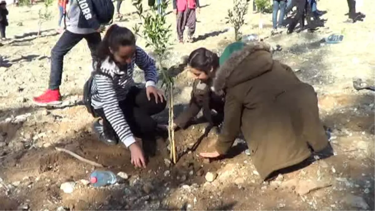 Hatay\'da Öğrenciler Narenciye Bahçesi Kurdu