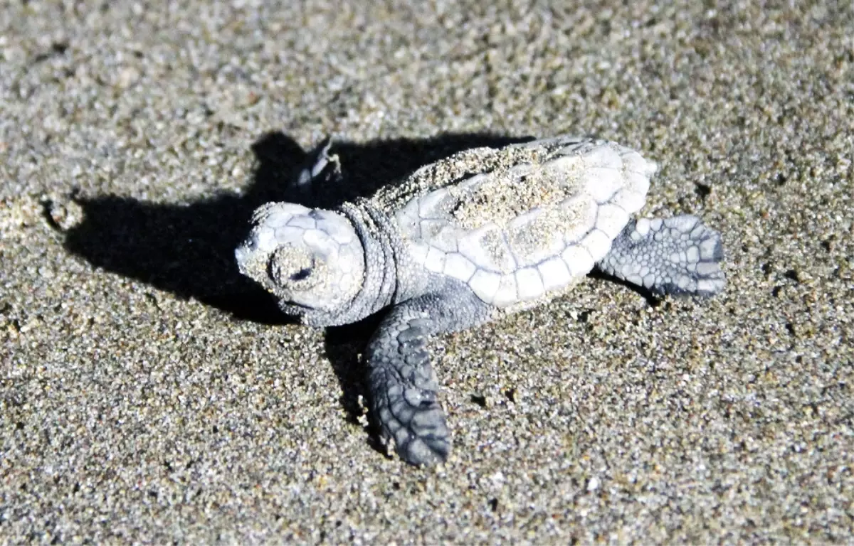 227 Bin 696 Caretta Caretta Yavrusu Denizle Buluştu