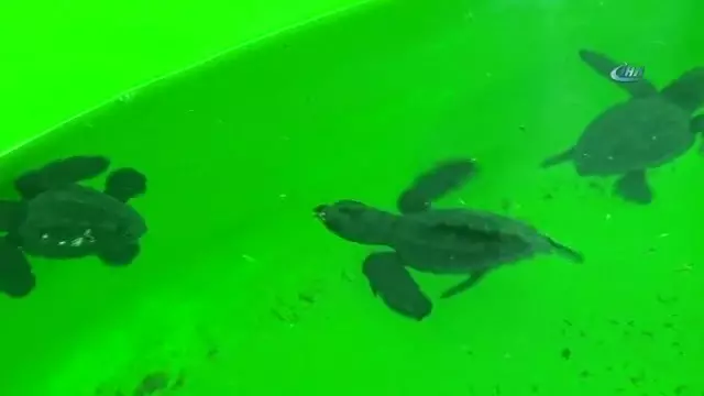 227 Bin 696 Caretta Yavrusu Denizle Bulustu Son Dakika