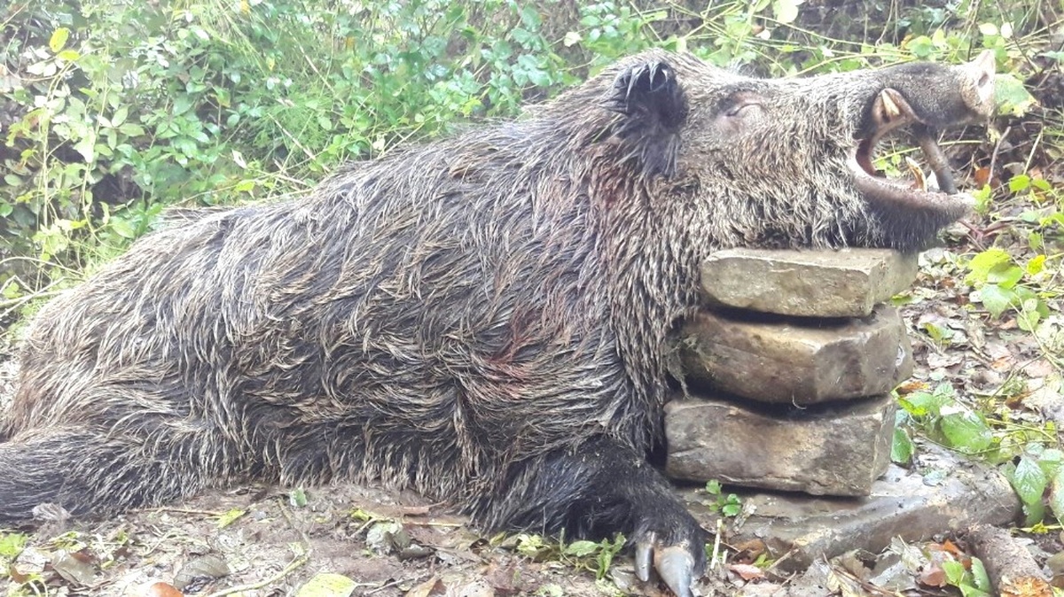 300 Kilogram Ağırlığındaki Domuzu Avladılar
