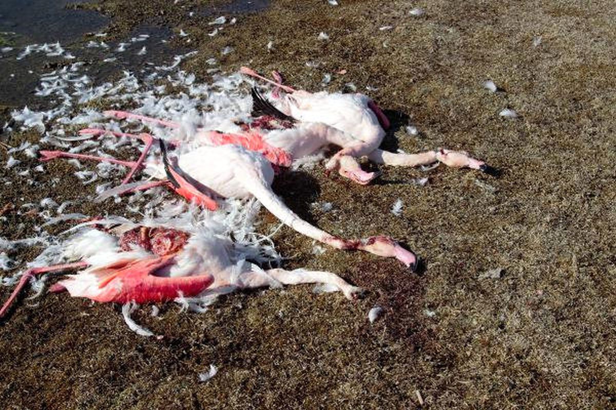 Akgöl Sazlığı\'nda Flamingo Katliamı