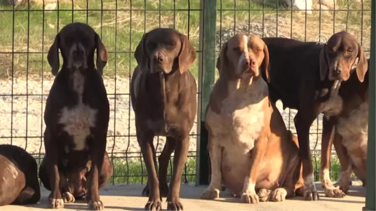 Çatalburun" Köpekleri Saf Irk Olma Yolunda