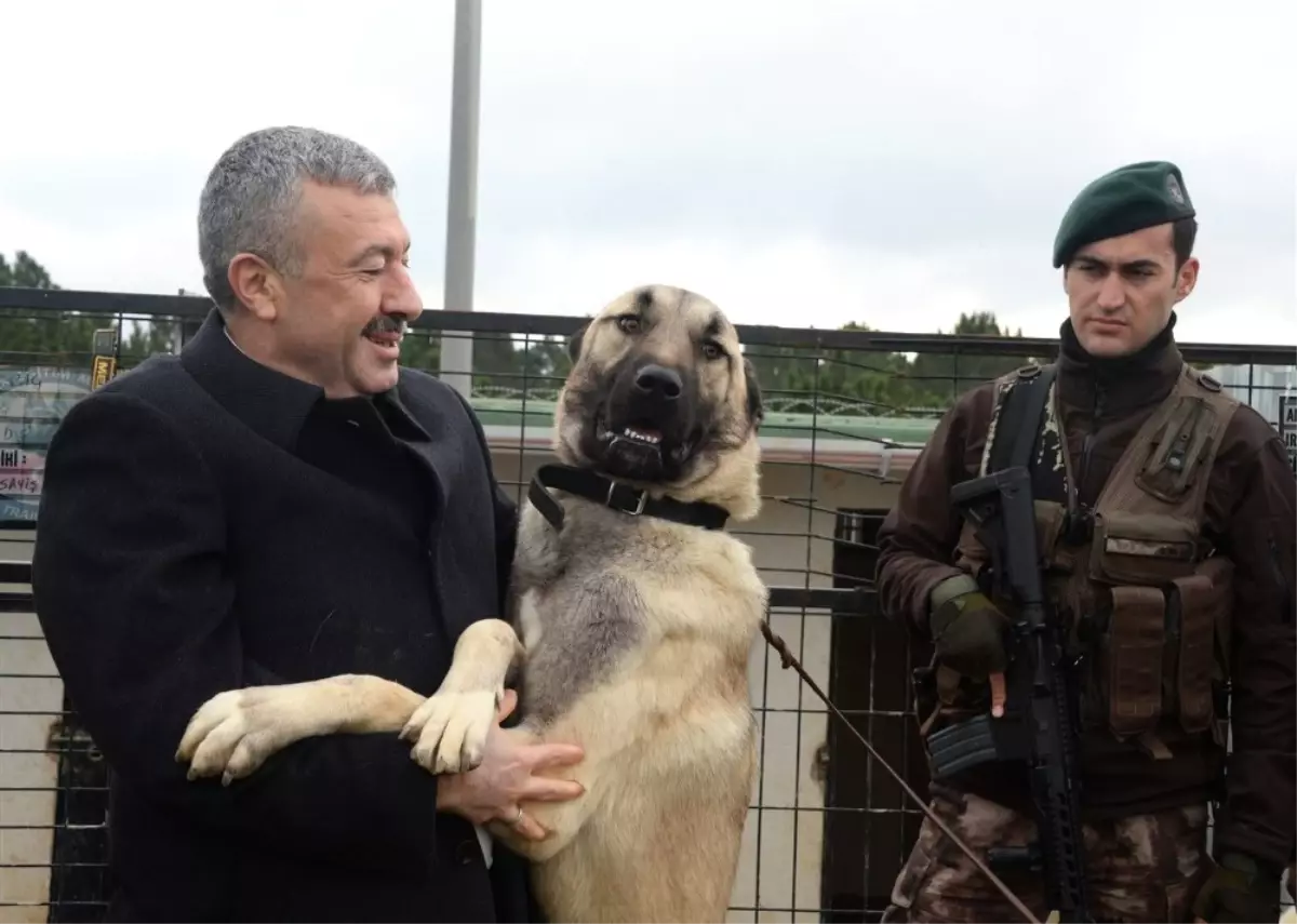 Emniyet Müdürü Çalışkan, Kangalların Eğitimini İzledi