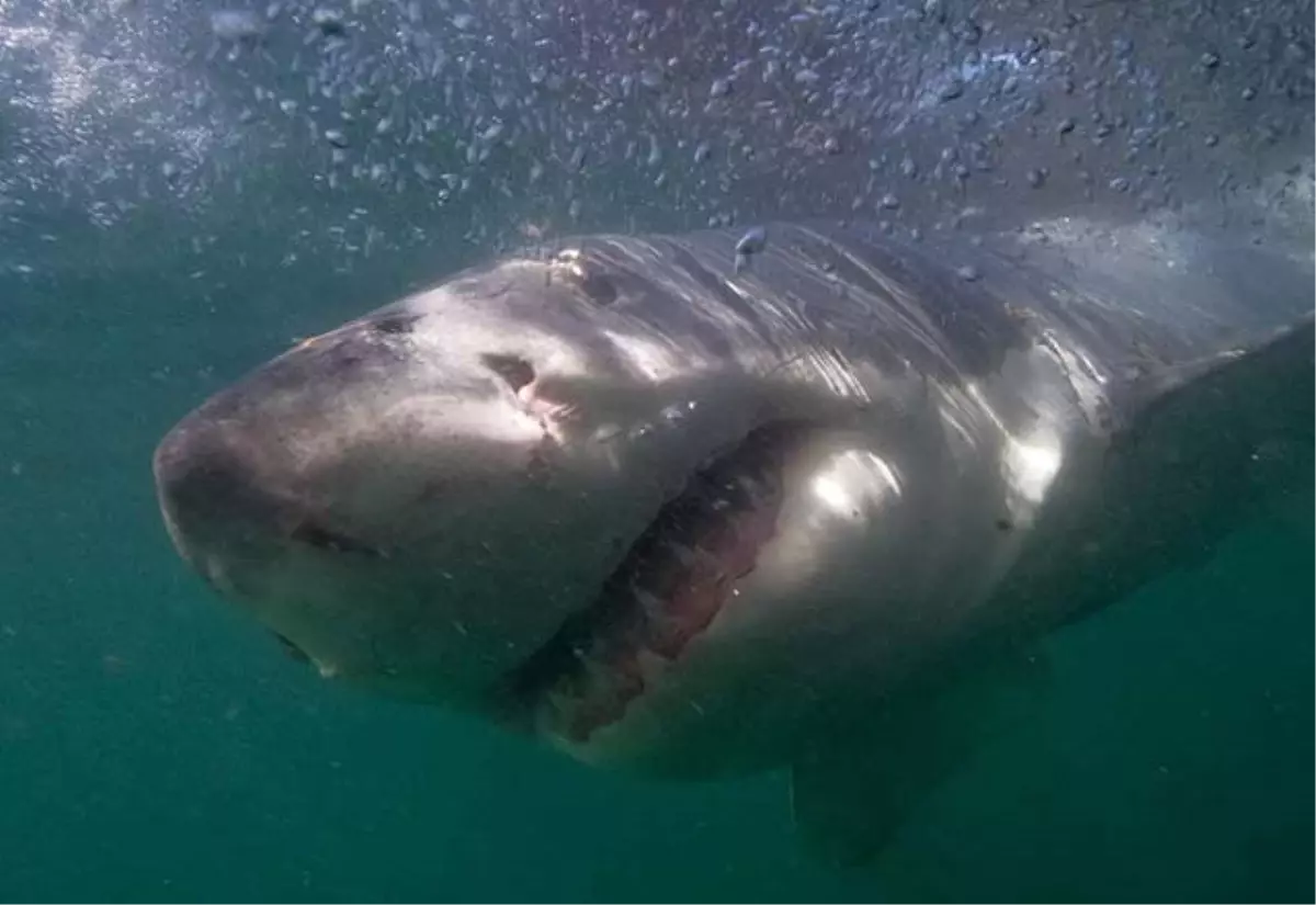 Kış Uykusuna Yatan Hayvanlar Hangileridir?
