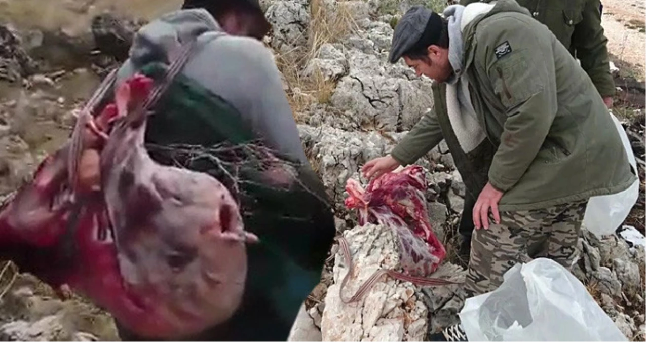 Koruma Altındaki Dağ Keçisini Avlayan 3 Avcıya 16 Bin TL Para Cezası
