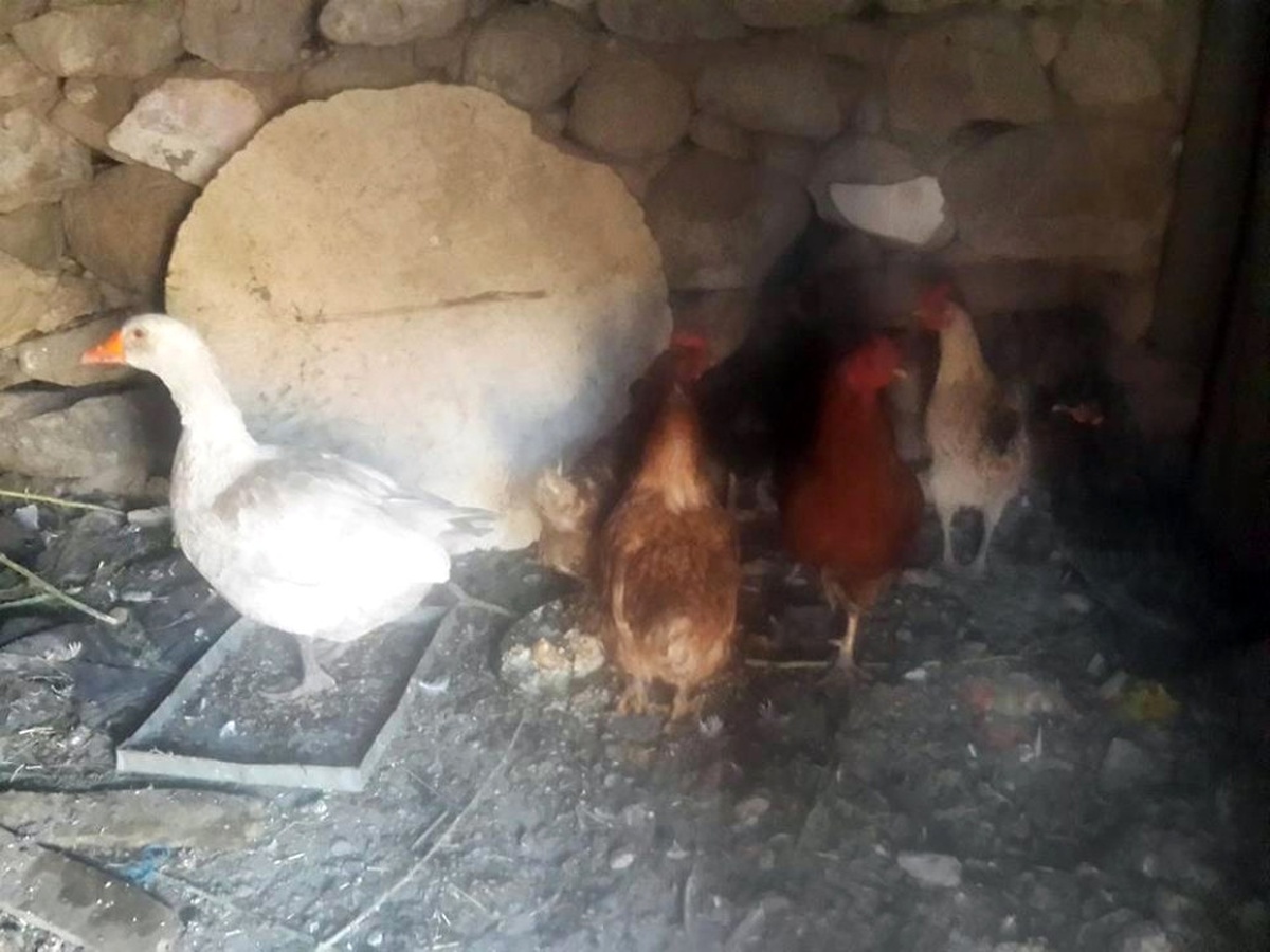 Kuş Gribi Kabusu Geri Döndü: 2 Köy Karantinaya Alındı