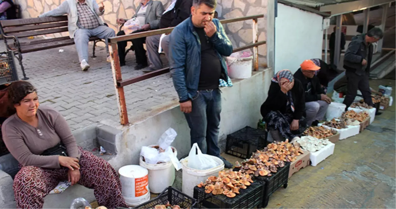 Muğlalılar Kilosu 40 Liraya Satılan Mantarı Toplamak İçin Ormana Koştu